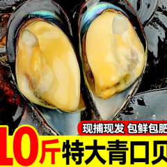 鲜活特大青口贝新鲜大海虹肉淡菜贻贝海鲜贝类水产顺丰包邮