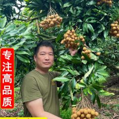 龙眼新鲜储良特大果当季水果高州桂圆农家老树采摘