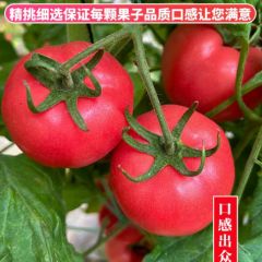 陕西泾阳普罗旺斯孕妇水果当季沙瓤西红柿自然熟新鲜生吃番茄蔬菜