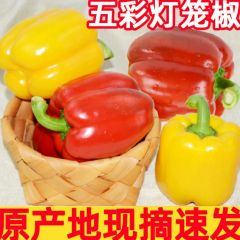 新鲜水果彩椒生吃五彩辣椒七彩灯笼甜椒寿光蔬菜青小米圆辣椒包邮