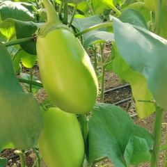 5斤绿茄子新鲜当季农家特产青皮蔬菜自种绿皮无籽现摘可生便宜