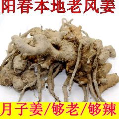阳春老风姜500g新鲜做月姜母姜正宗姜月子专用风姜特产风姜驱寒姜
